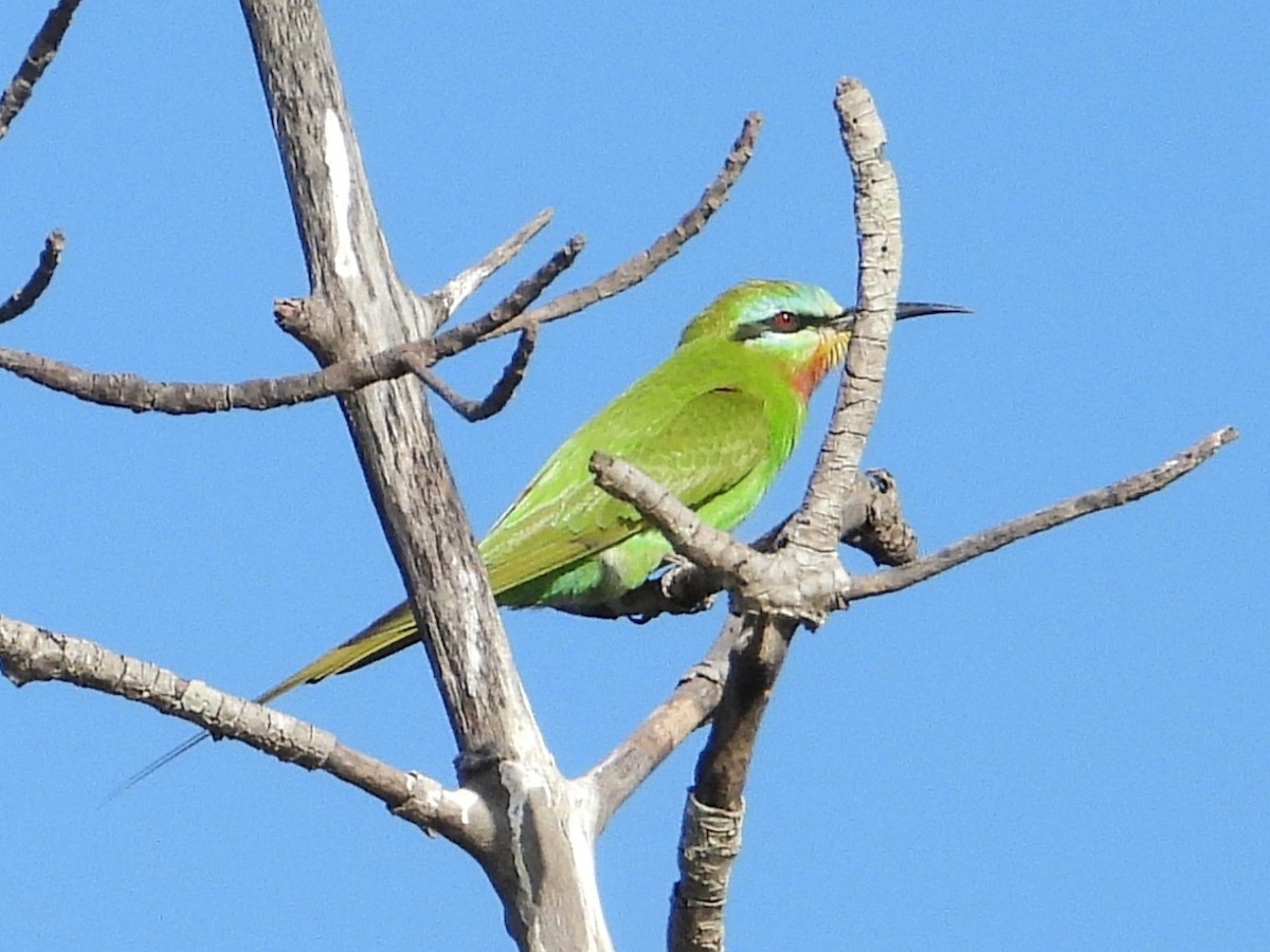 Blue-cheeked Bee-eater - ML635291851