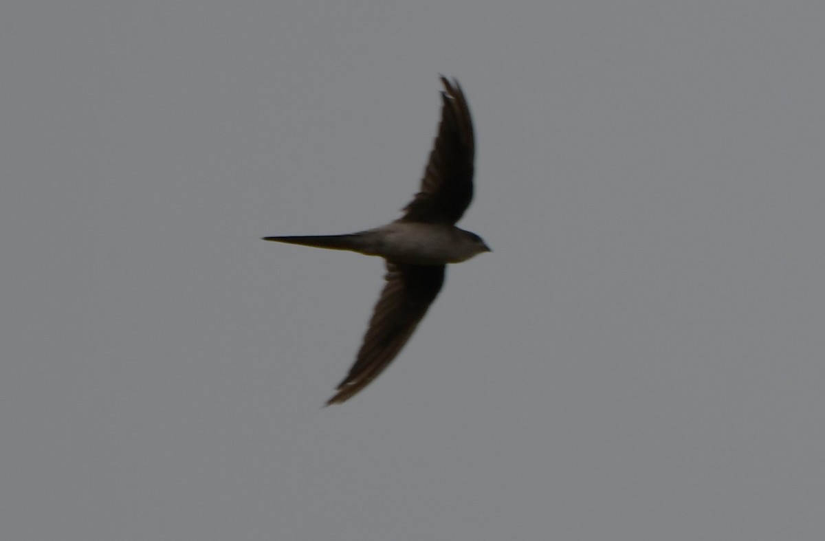 Asian Palm Swift - ML635291866