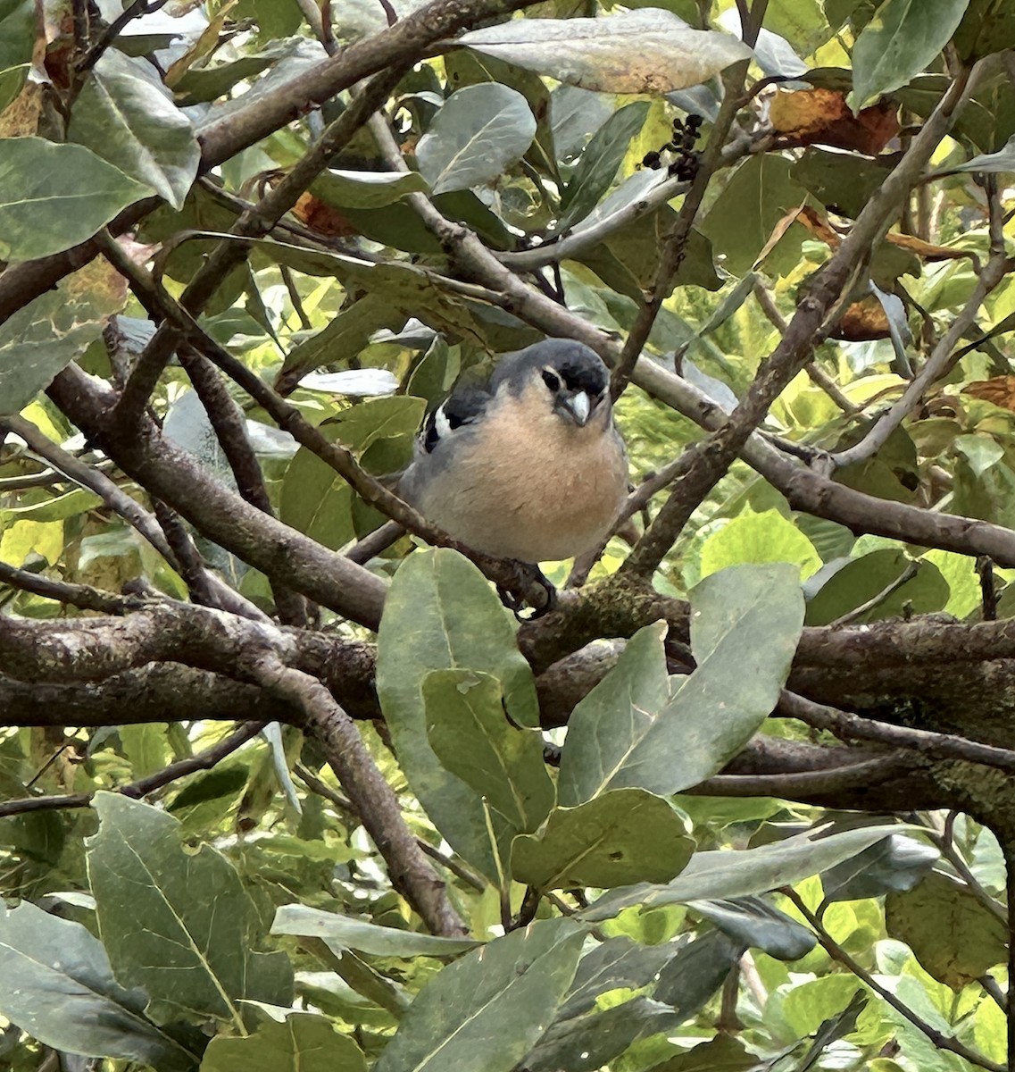 Azores Chaffinch - ML635291869