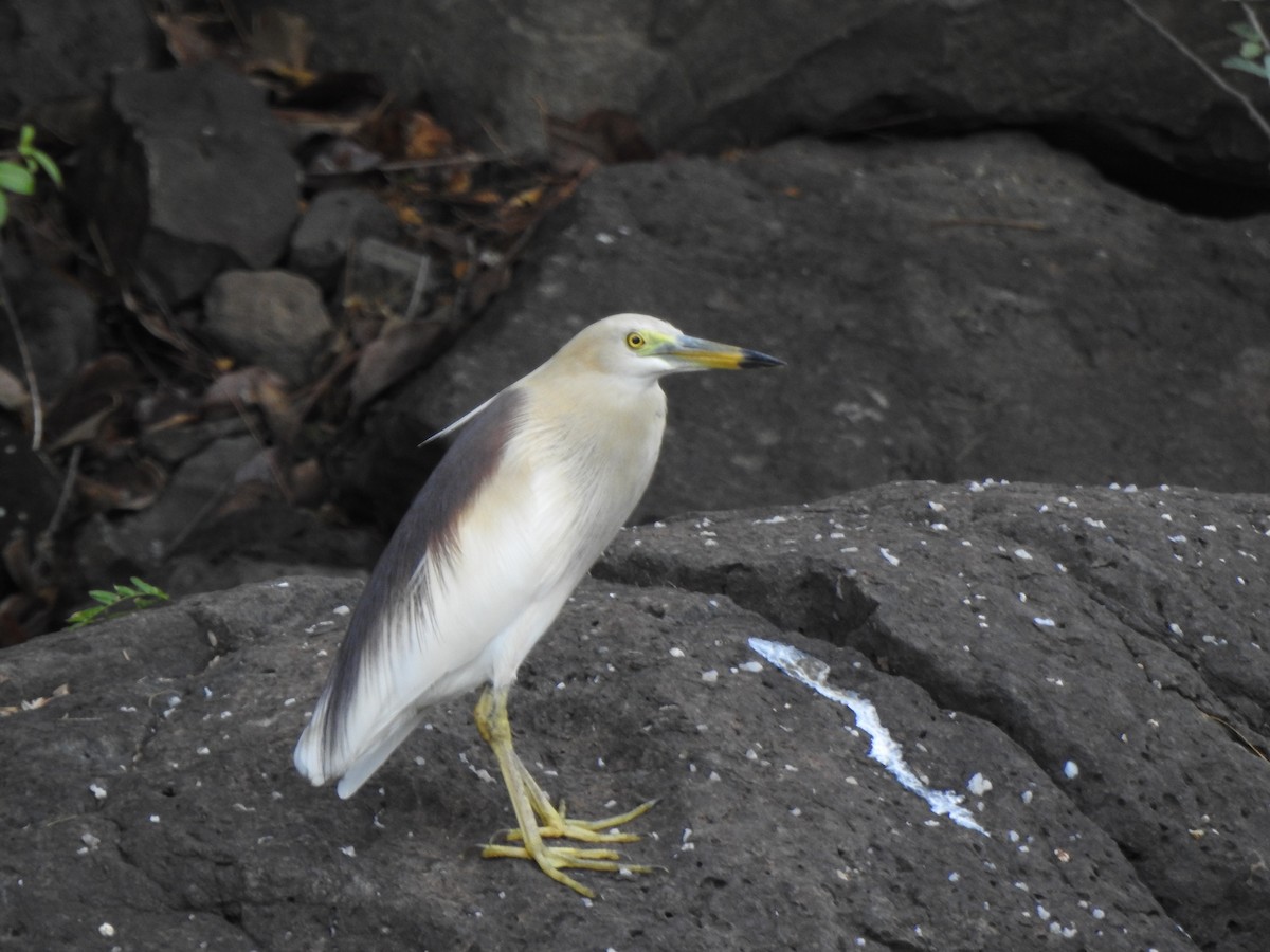 Indian Pond-Heron - ML635291886