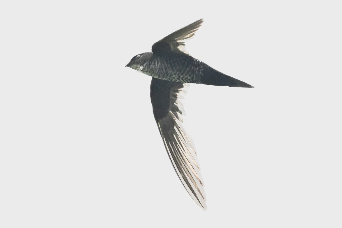 Dark-rumped Swift - ML635291893