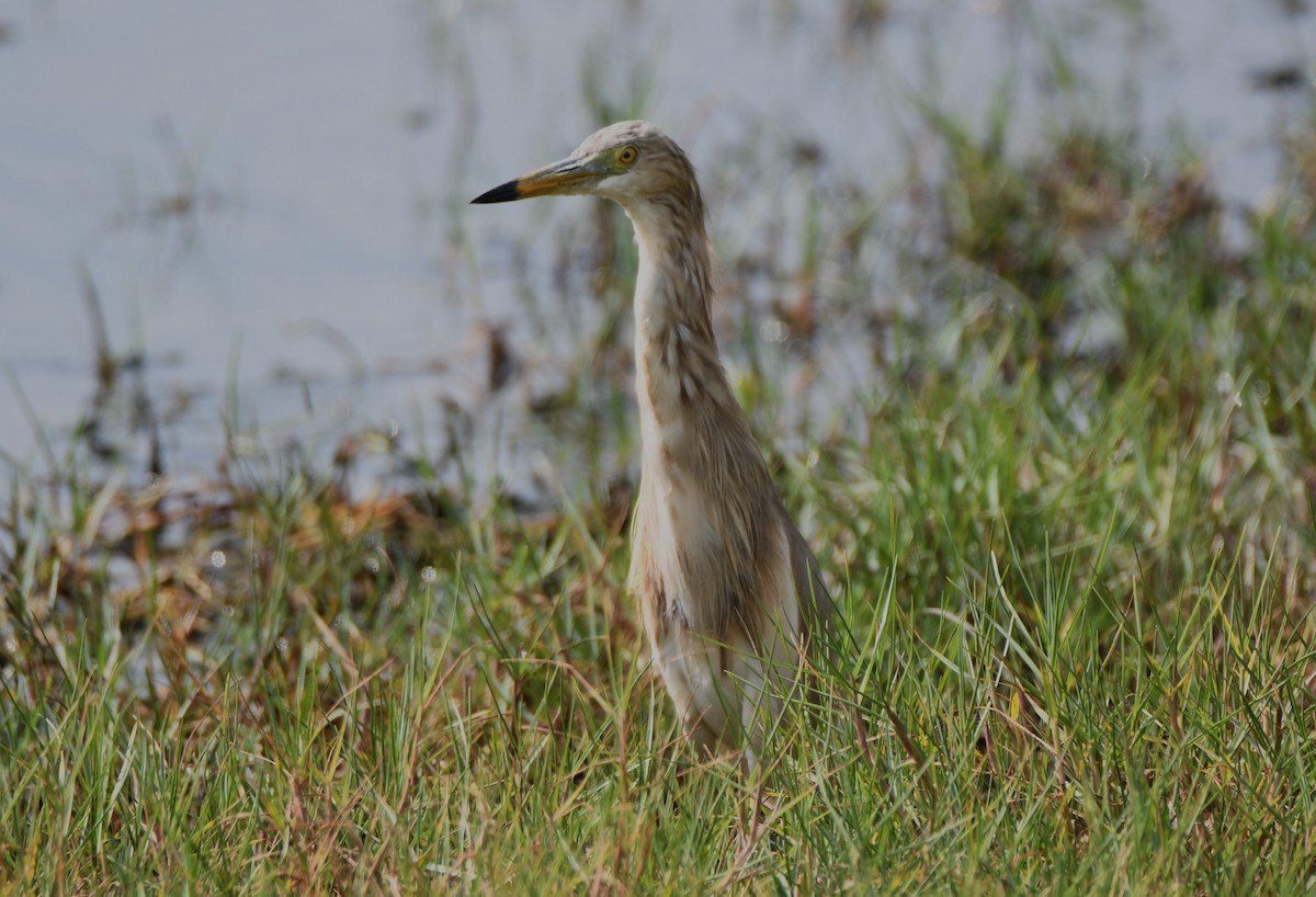 Indian Pond-Heron - ML635291937