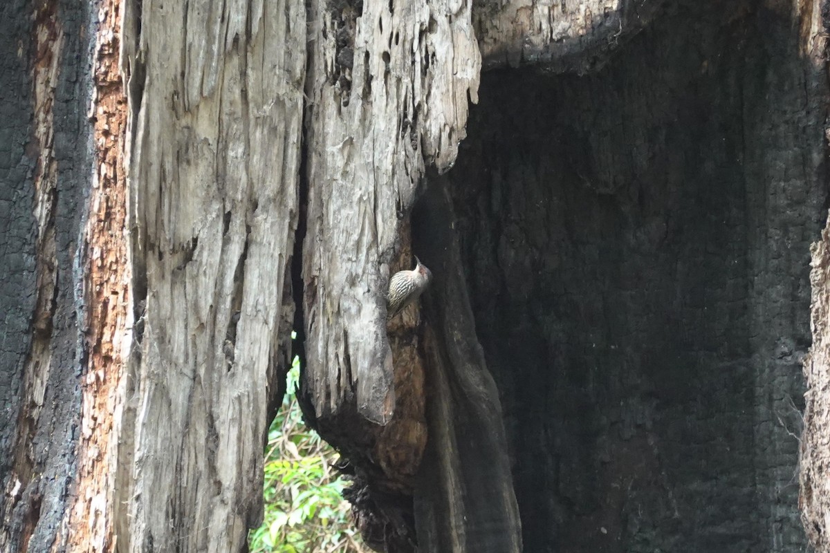 Red-browed Treecreeper - ML635291964