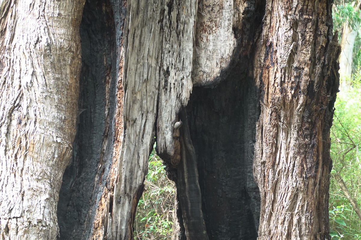 Red-browed Treecreeper - ML635291966