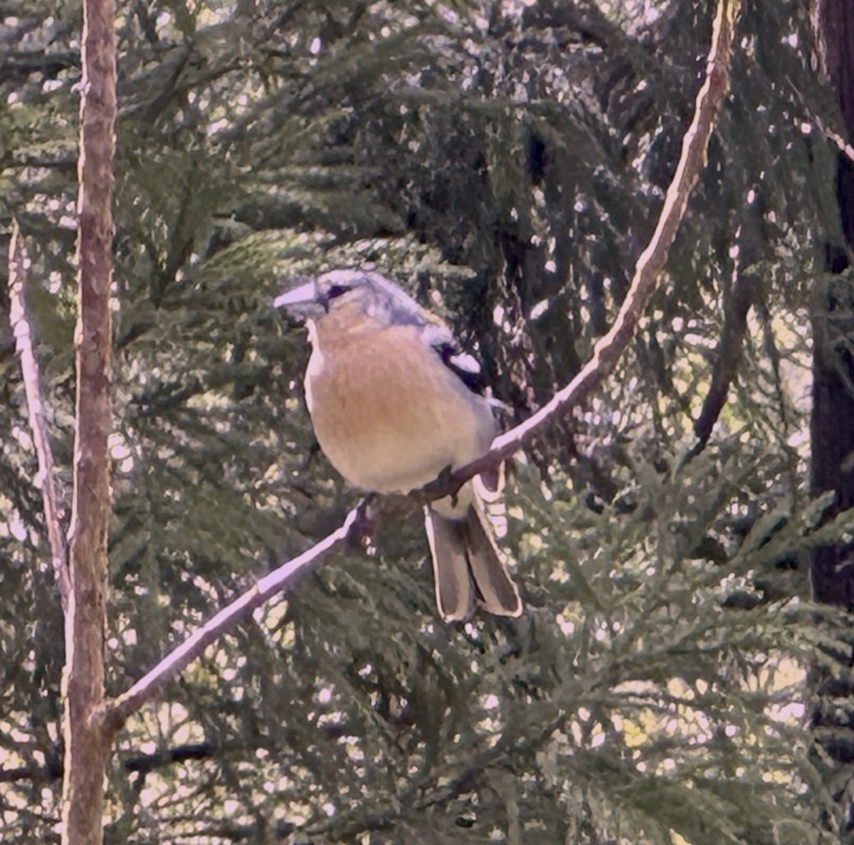 Azores Chaffinch - ML635291969
