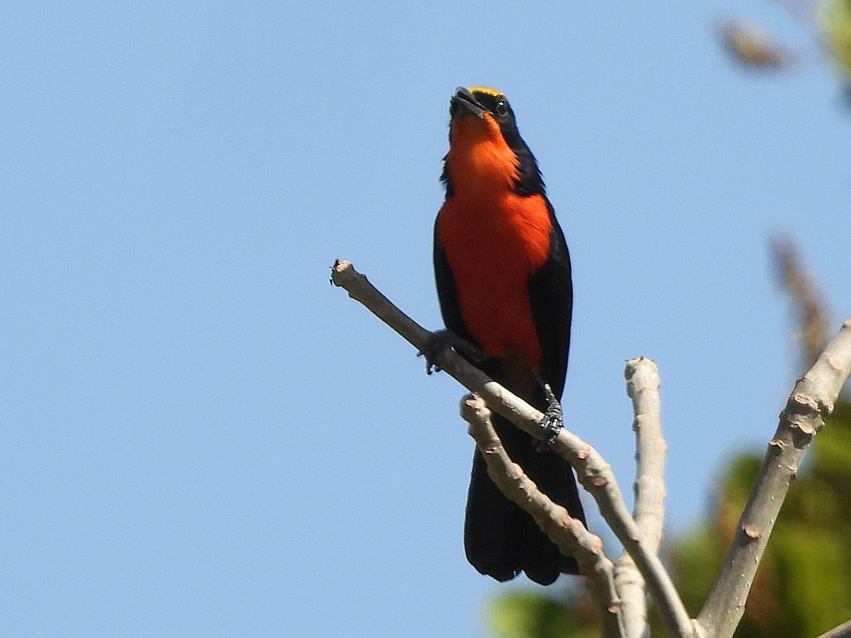 Yellow-crowned Gonolek - ML635291997