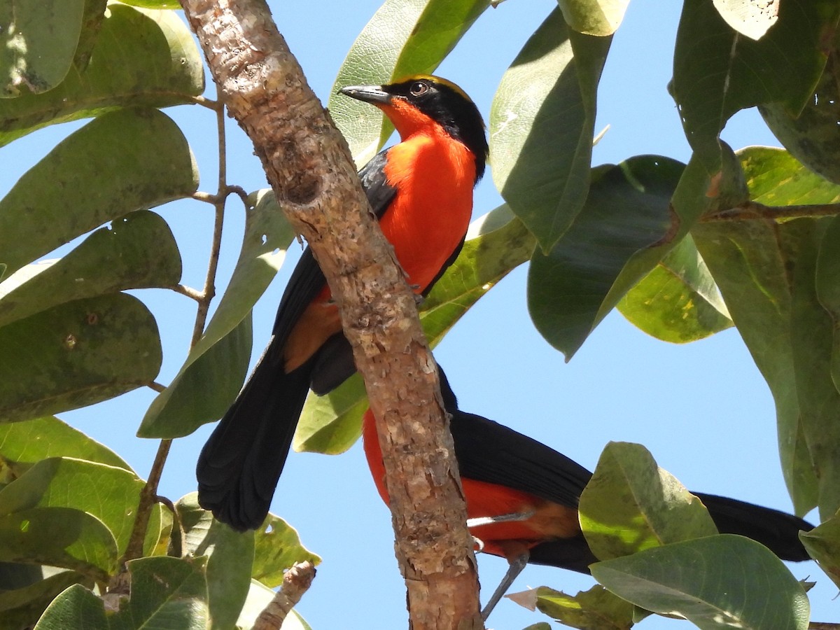 Yellow-crowned Gonolek - ML635291998