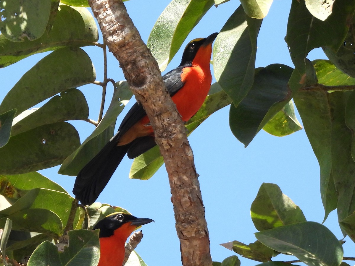 Yellow-crowned Gonolek - ML635291999
