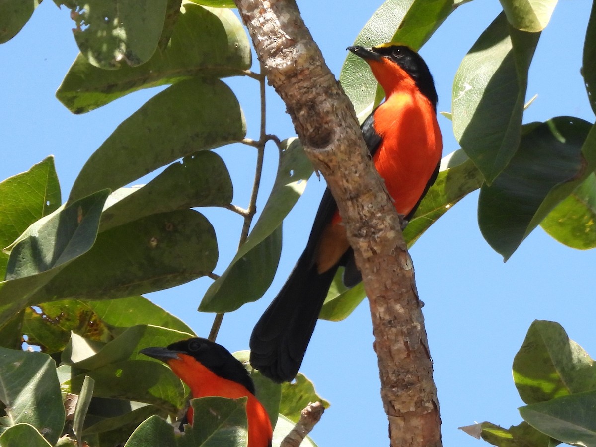 Yellow-crowned Gonolek - ML635292000