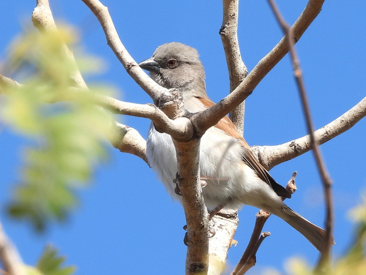 Northern Gray-headed Sparrow - ML635292006