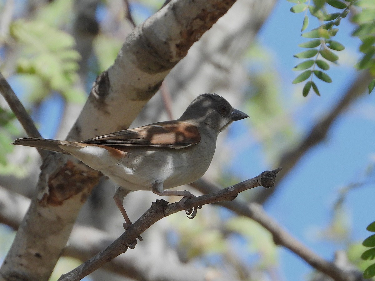 Northern Gray-headed Sparrow - ML635292007