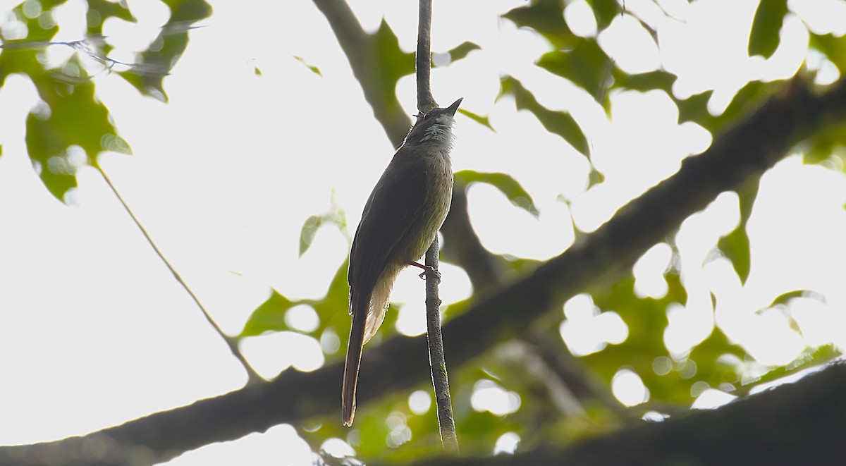 Gray-cheeked Bulbul - ML635292010