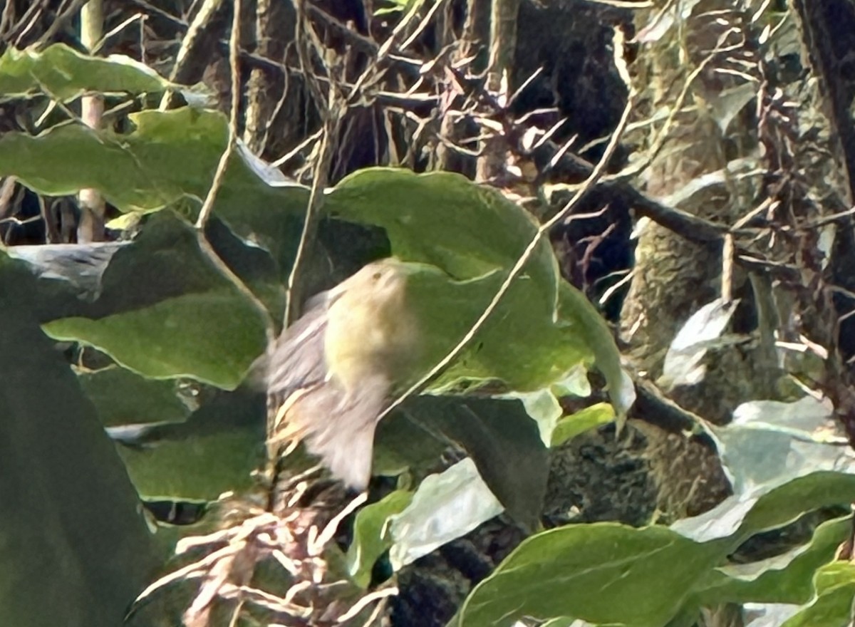 Goldcrest - ML635292020