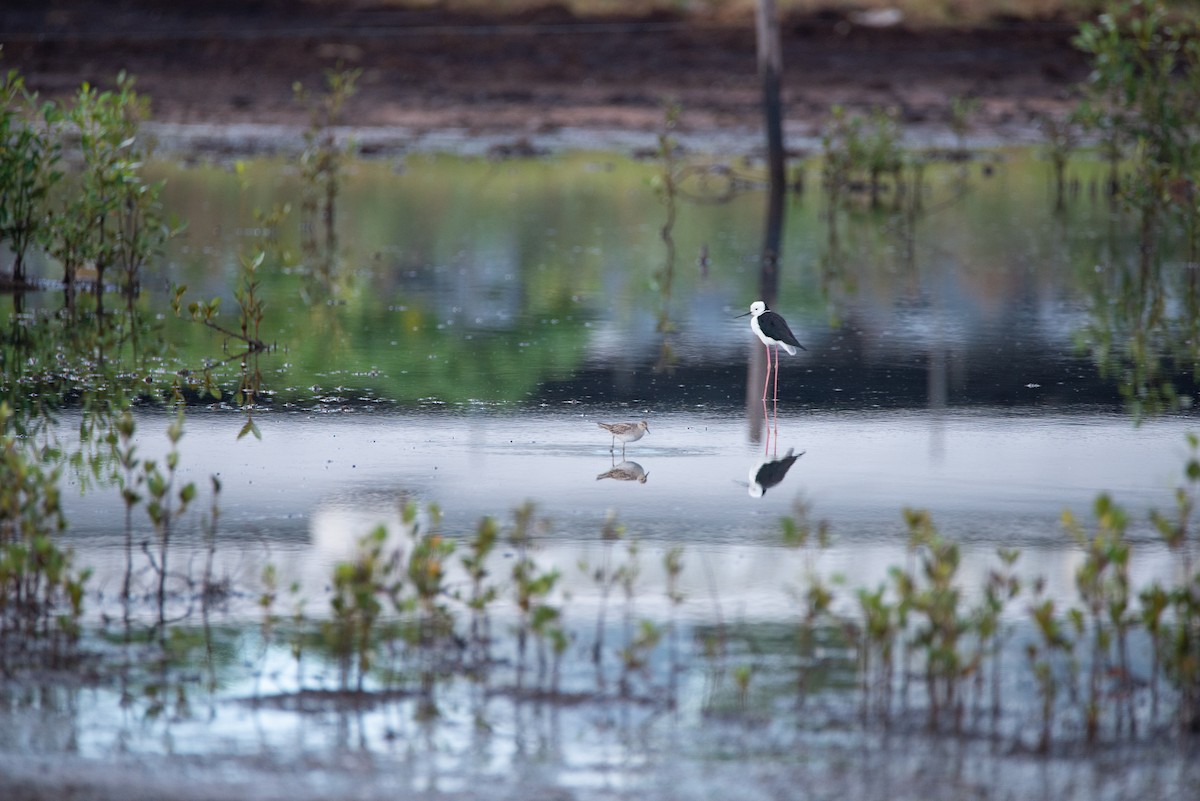 Pied Stilt - ML635292031