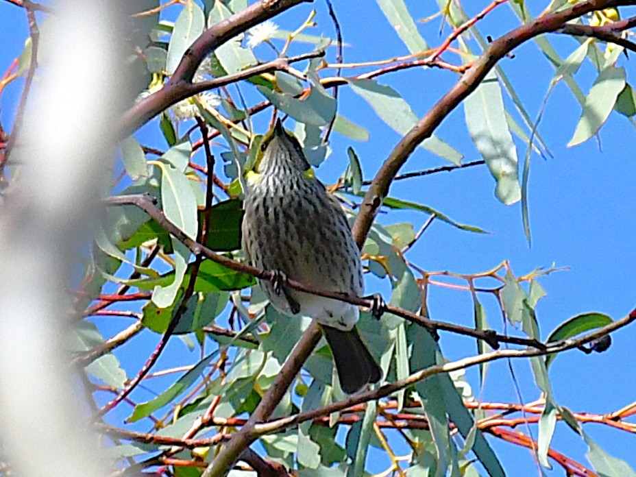 Yellow-plumed Honeyeater - ML635292084