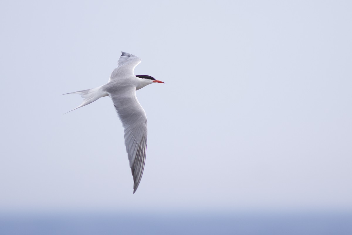 Common Tern - Doug Hitchcox