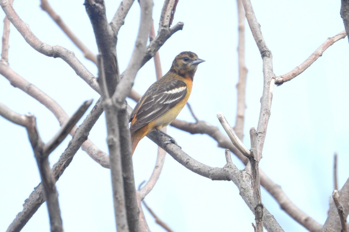 Baltimore Oriole - ML635292116