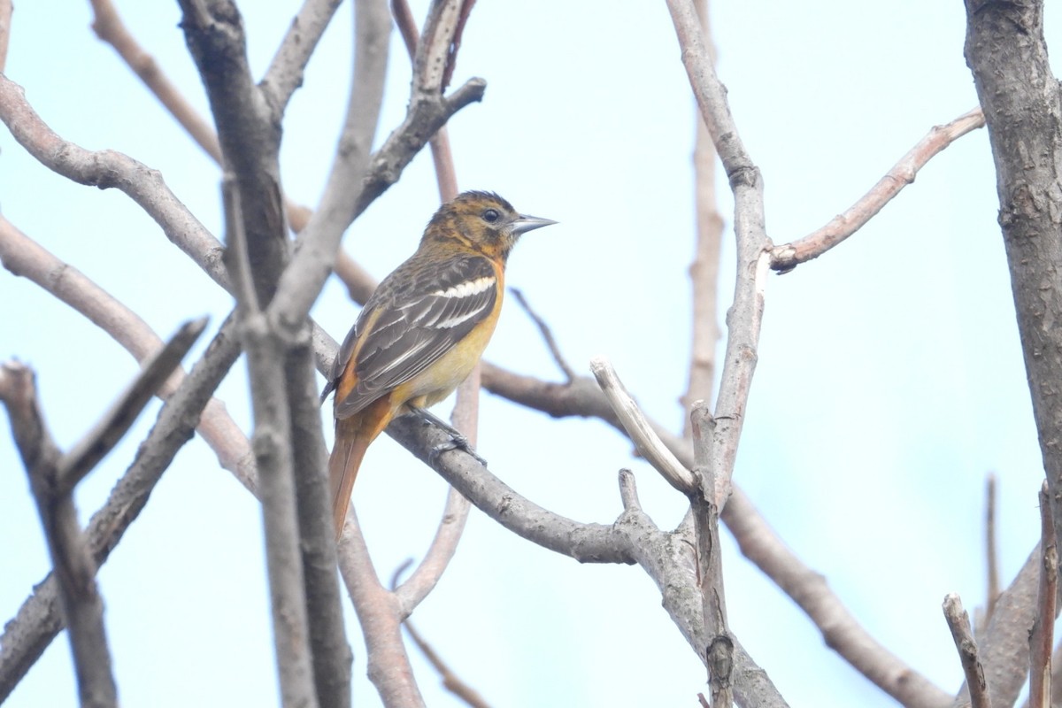 Baltimore Oriole - ML635292117
