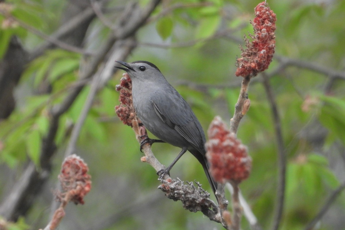 Gray Catbird - ML635292128