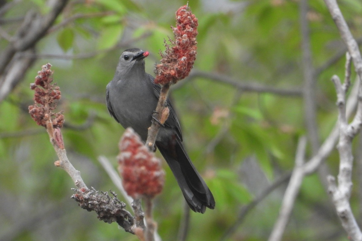 Gray Catbird - ML635292129