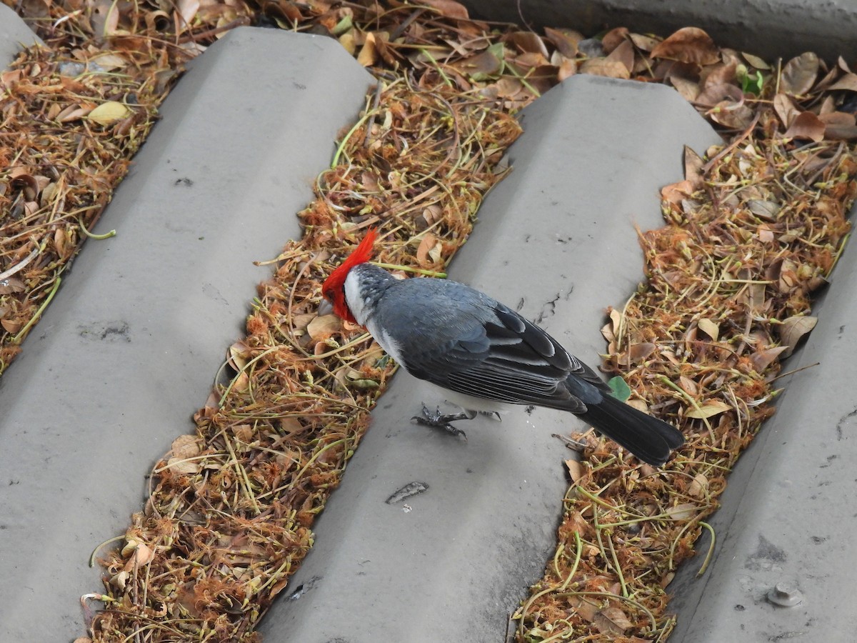 Red-crested Cardinal - ML635292138