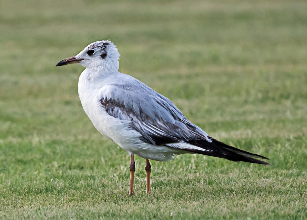 Black-headed Gull - ML635292158