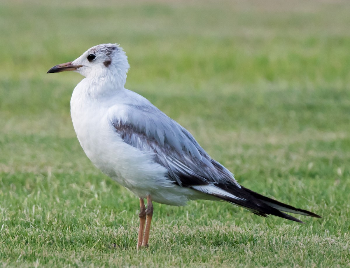 Black-headed Gull - ML635292159