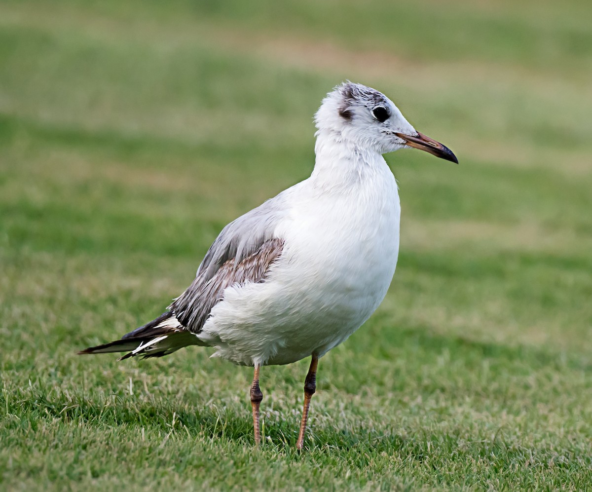 Black-headed Gull - ML635292160
