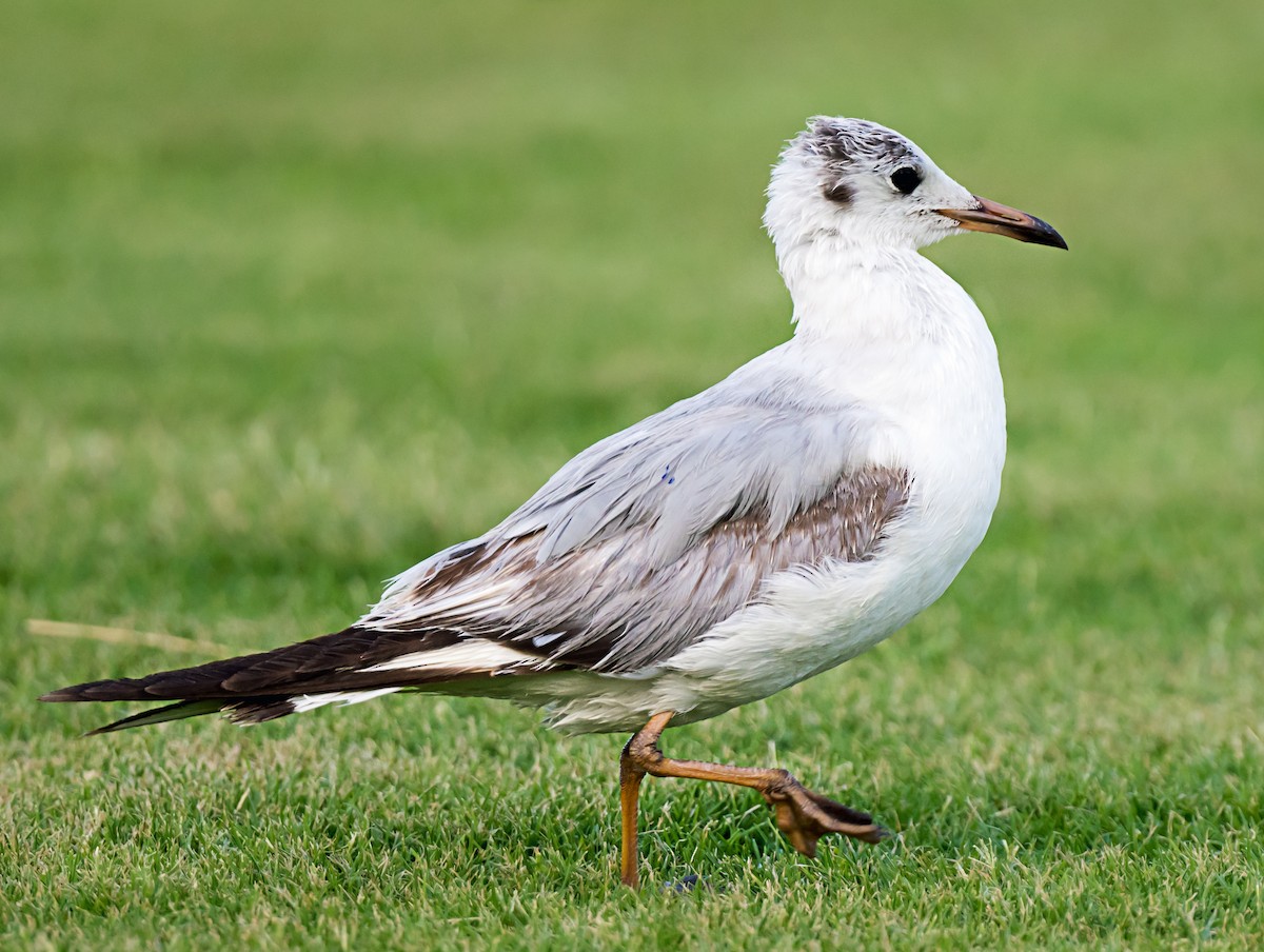 Black-headed Gull - ML635292161