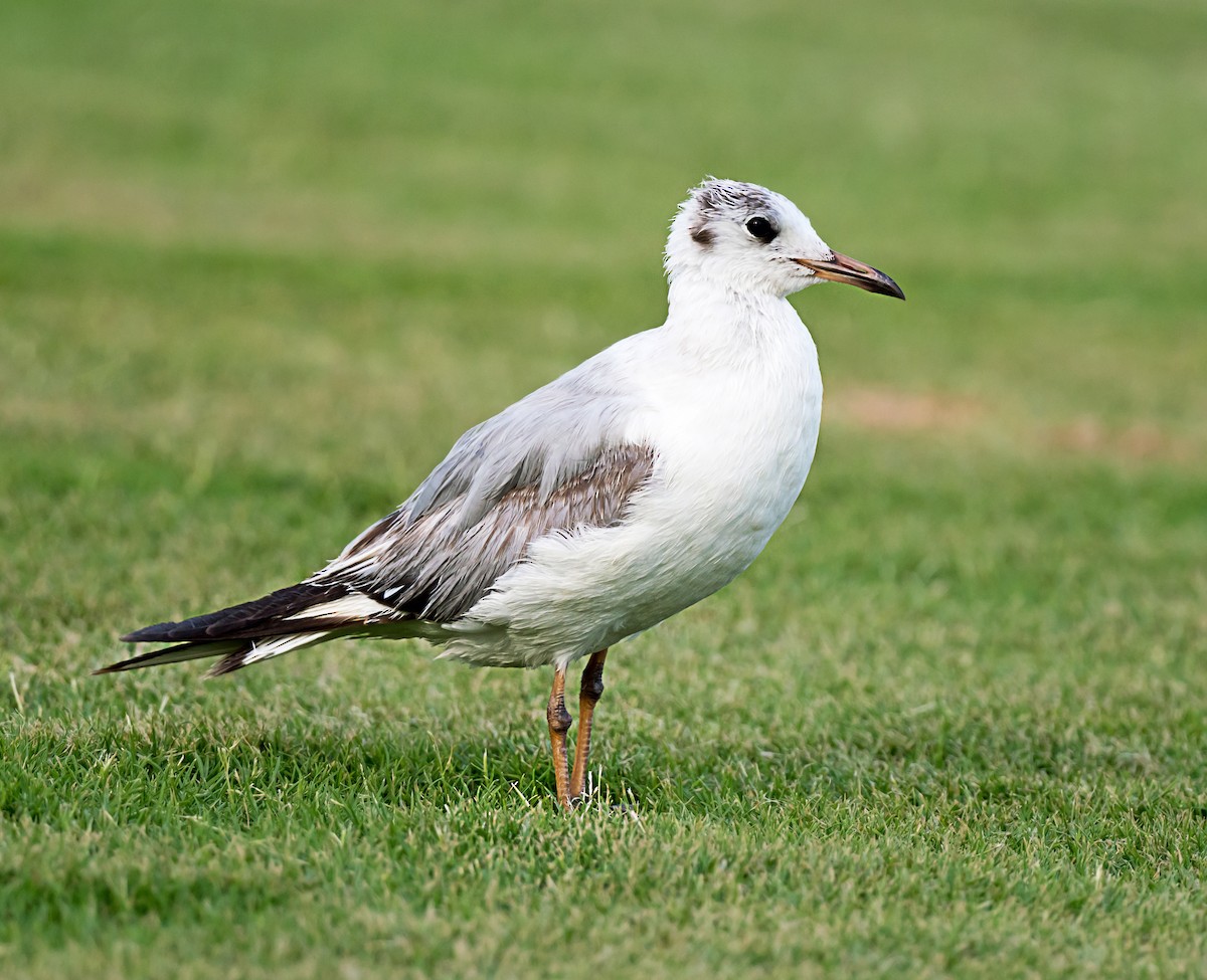 Black-headed Gull - ML635292163