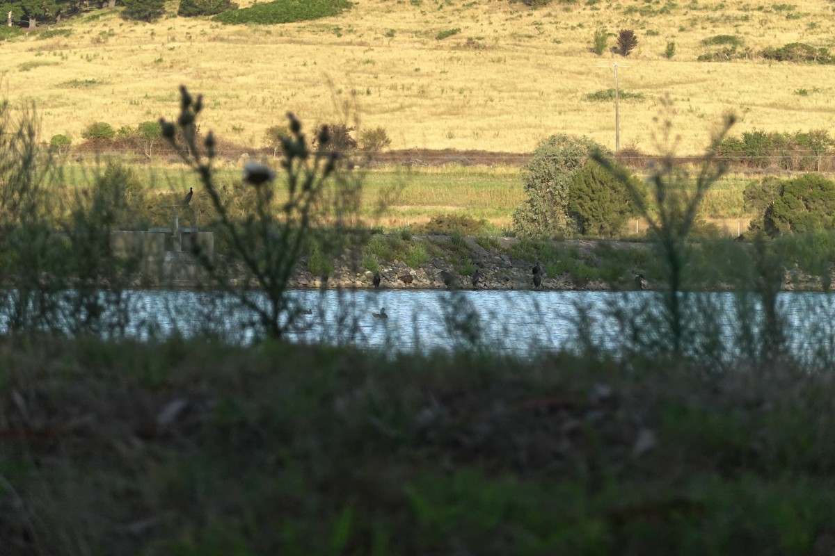 Canard bridé - ML635292166