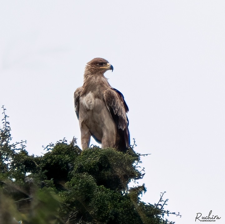 Tawny Eagle - ML635292213
