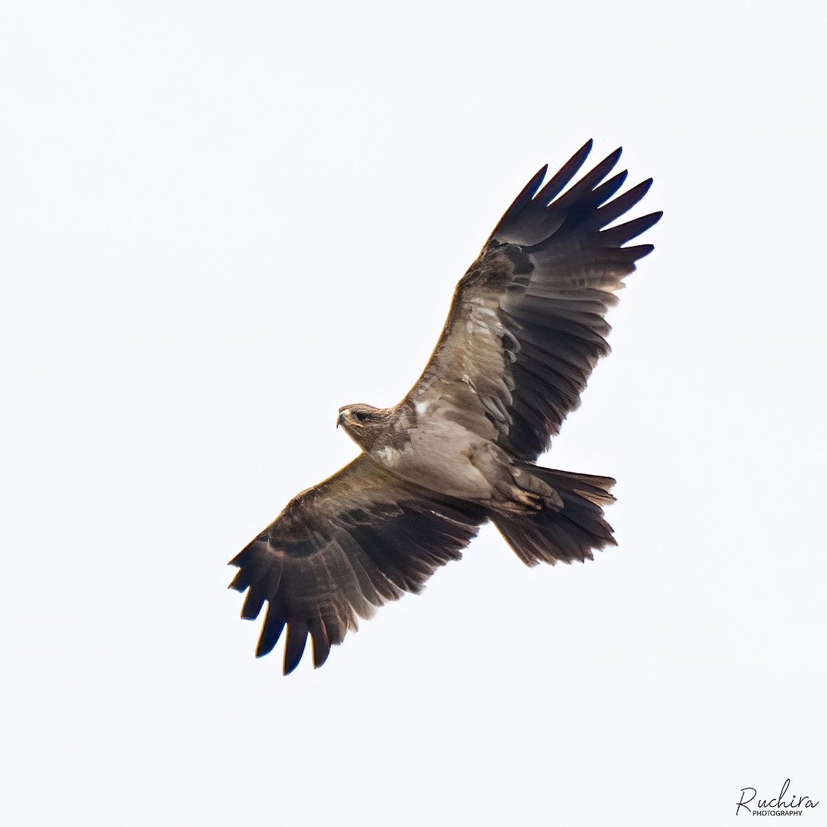 Tawny Eagle - ML635292214