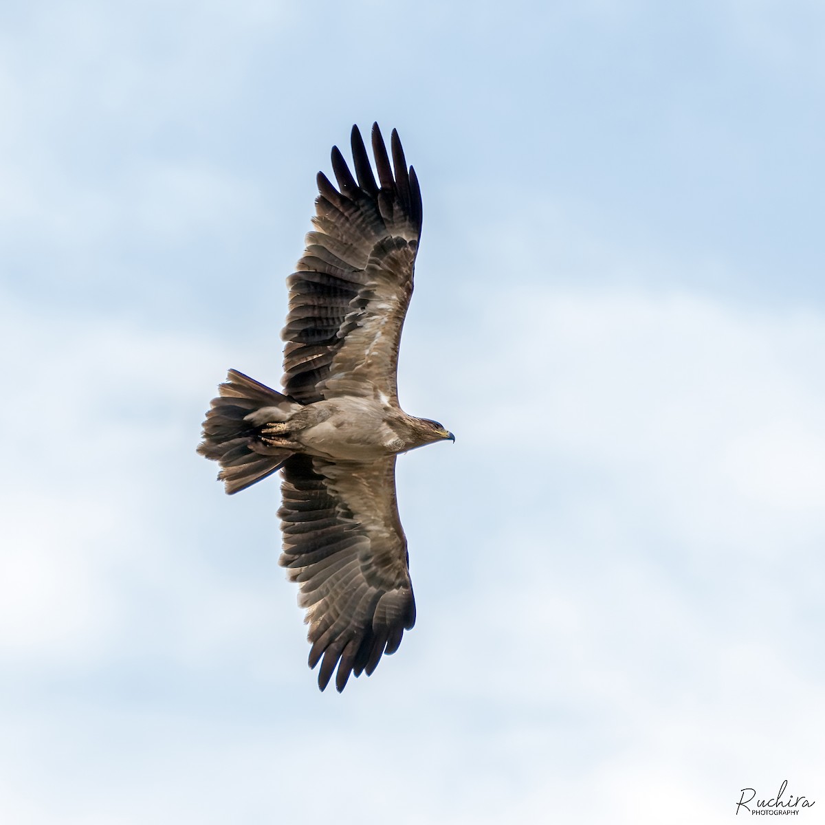 Tawny Eagle - ML635292215