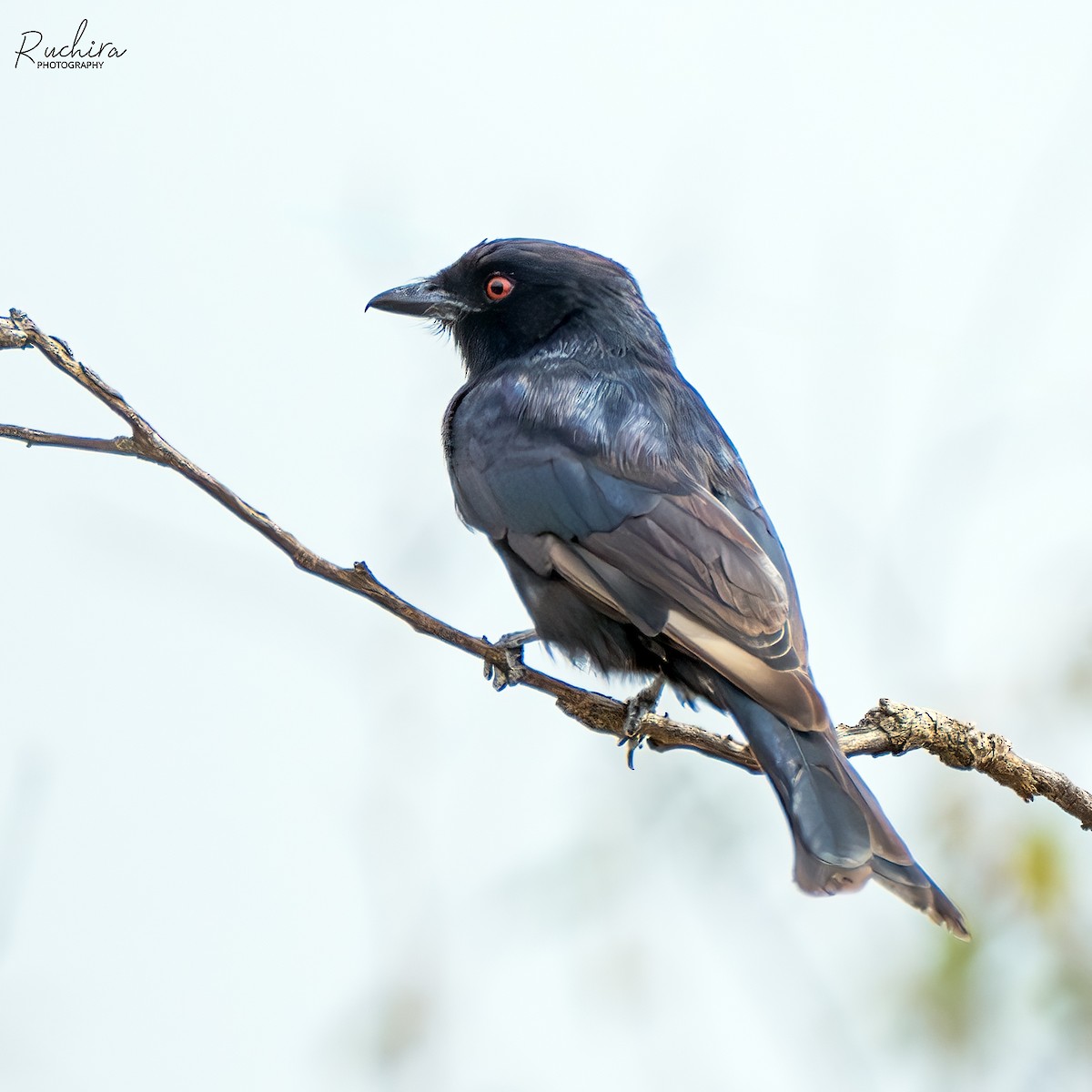 Fork-tailed Drongo - ML635292225