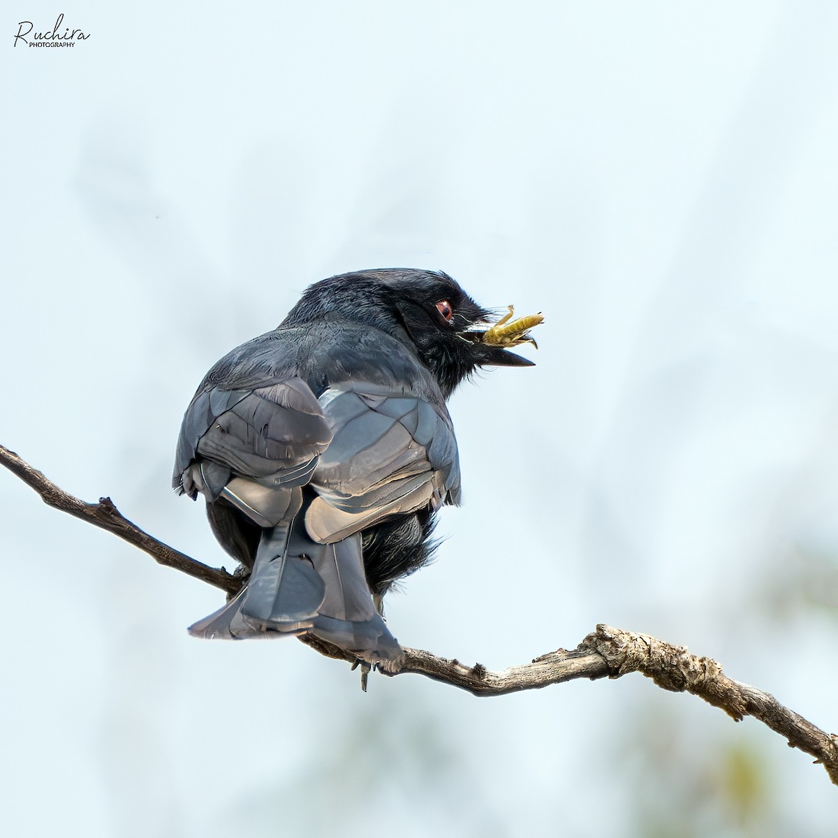 Fork-tailed Drongo - ML635292226