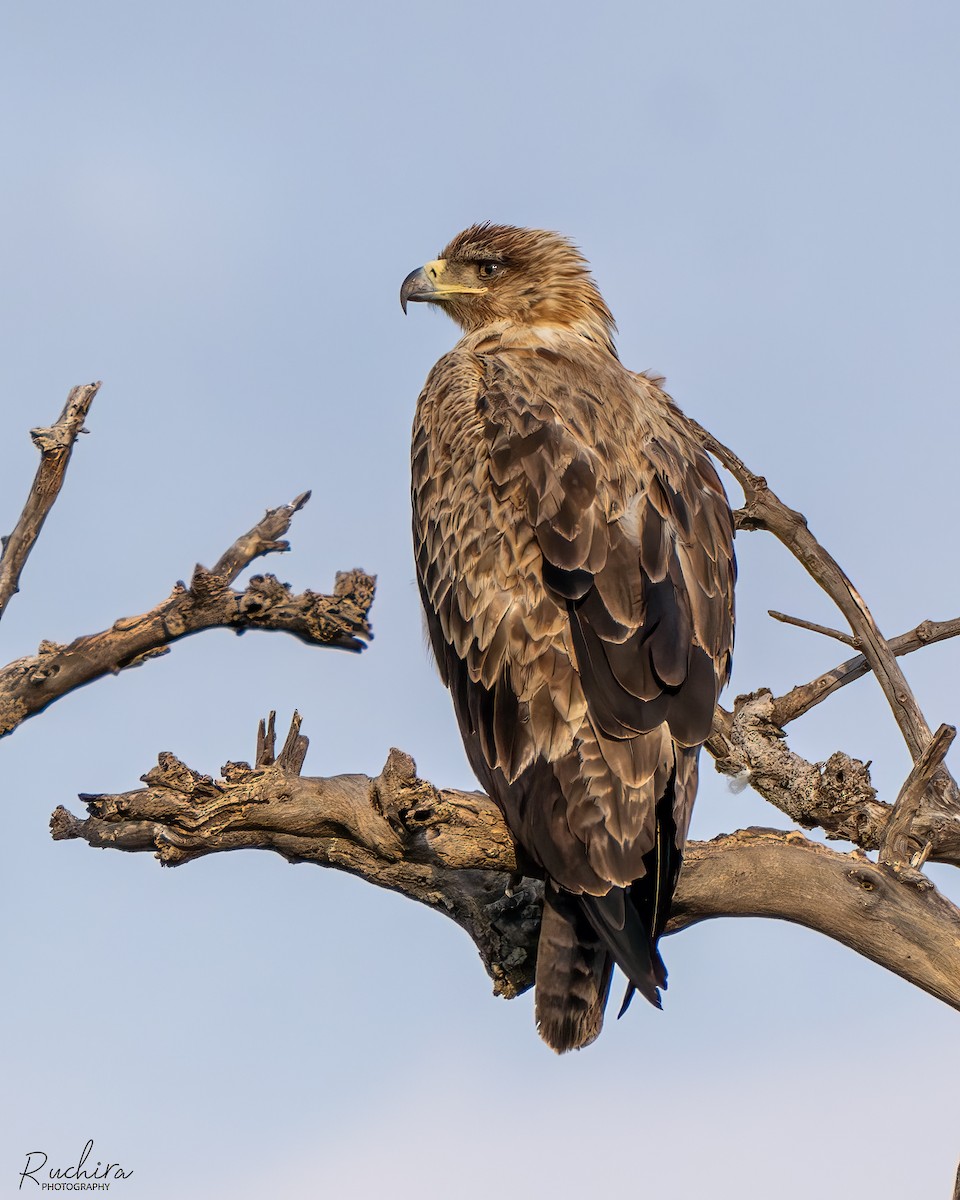 Tawny Eagle - ML635292230