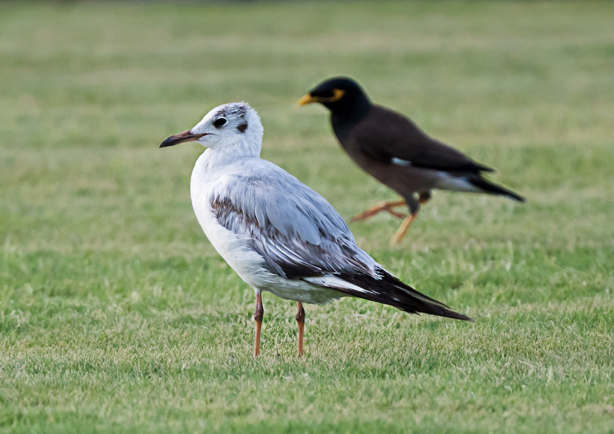 Black-headed Gull - ML635292247