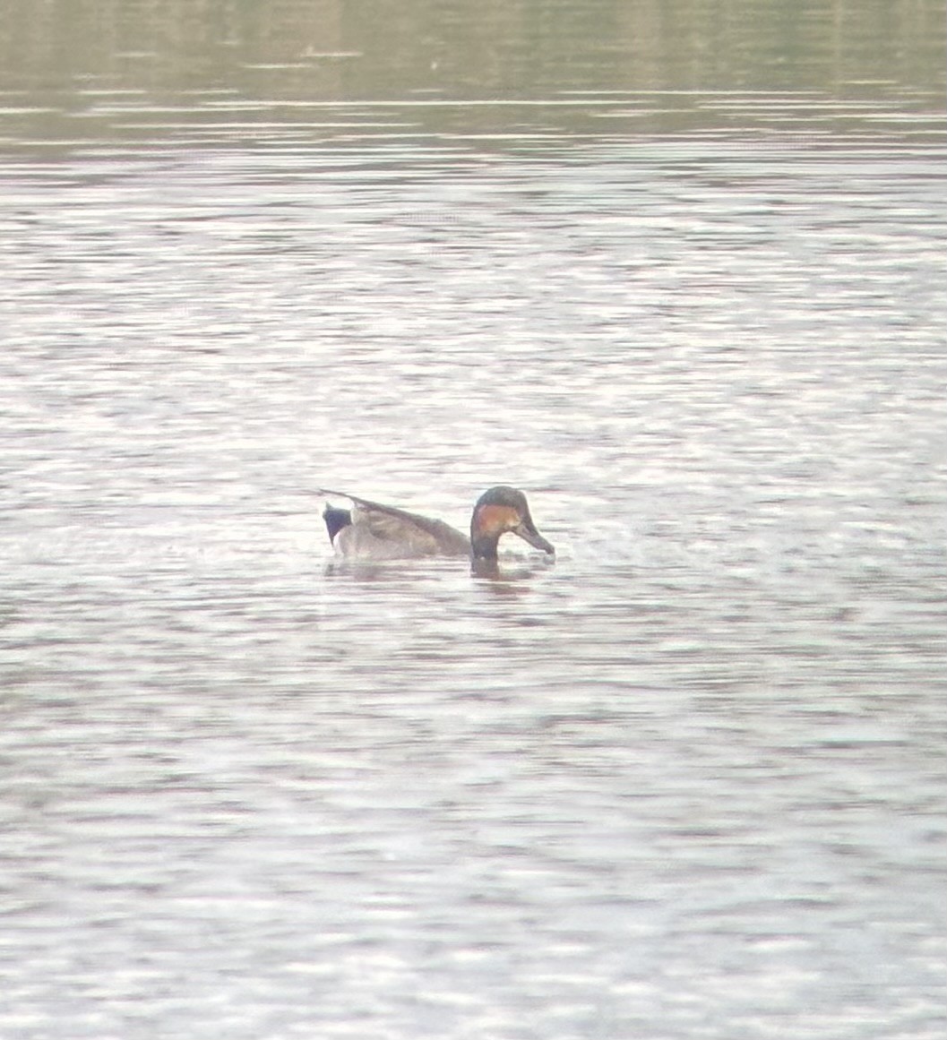 Gadwall x Mallard (hybrid) - ML635292318