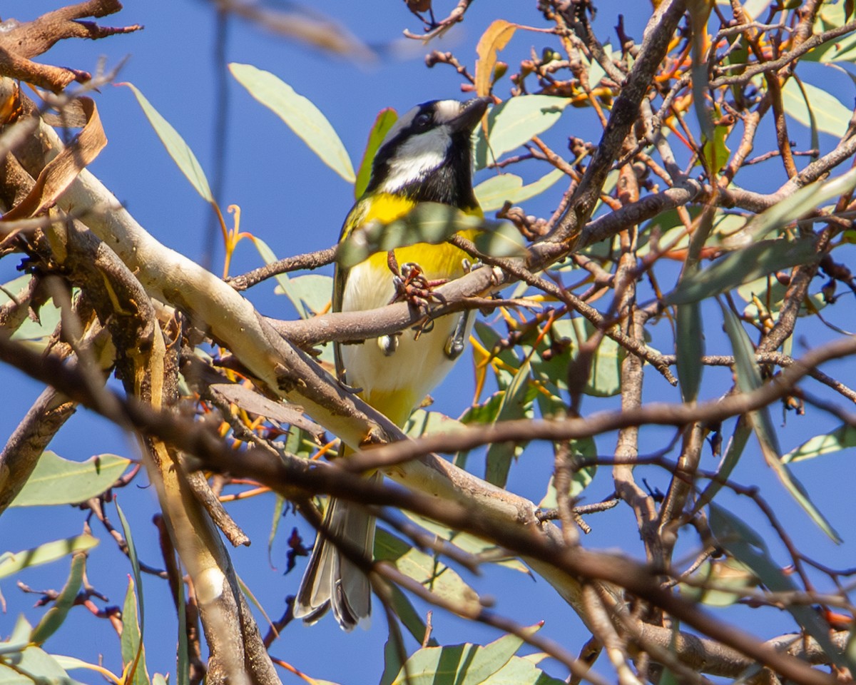 Western Shrike-tit - ML635292331