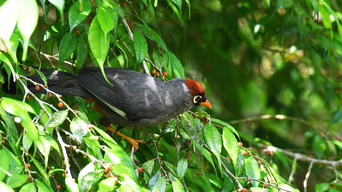 Chestnut-capped Laughingthrush - ML635292335