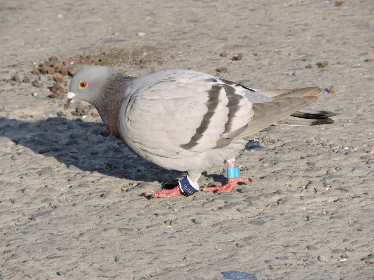 Rock Pigeon (Feral Pigeon) - ML635292458
