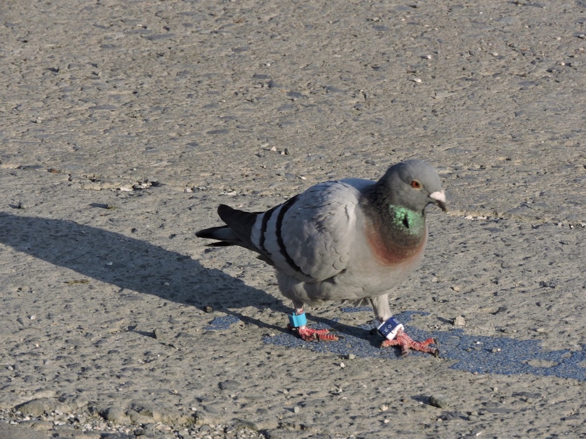 Rock Pigeon (Feral Pigeon) - ML635292459