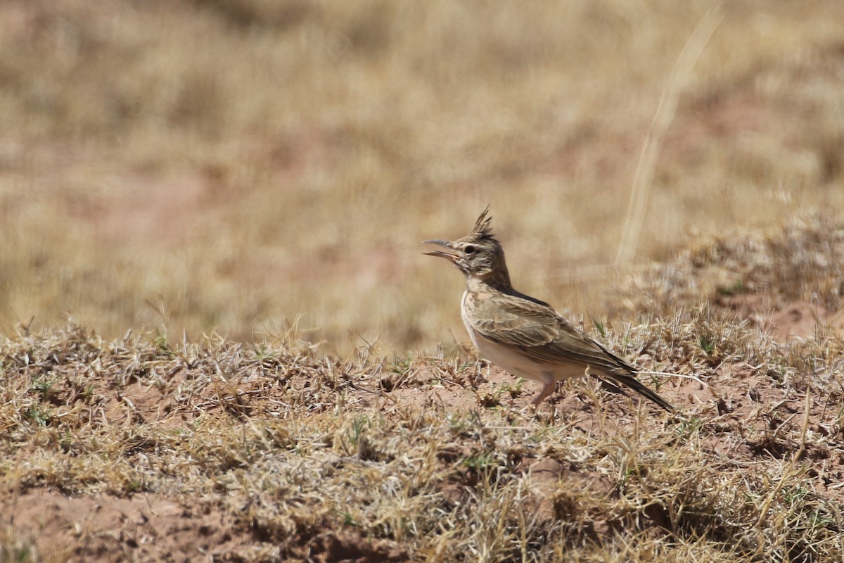 Crested Lark (Maghreb) - ML635292462