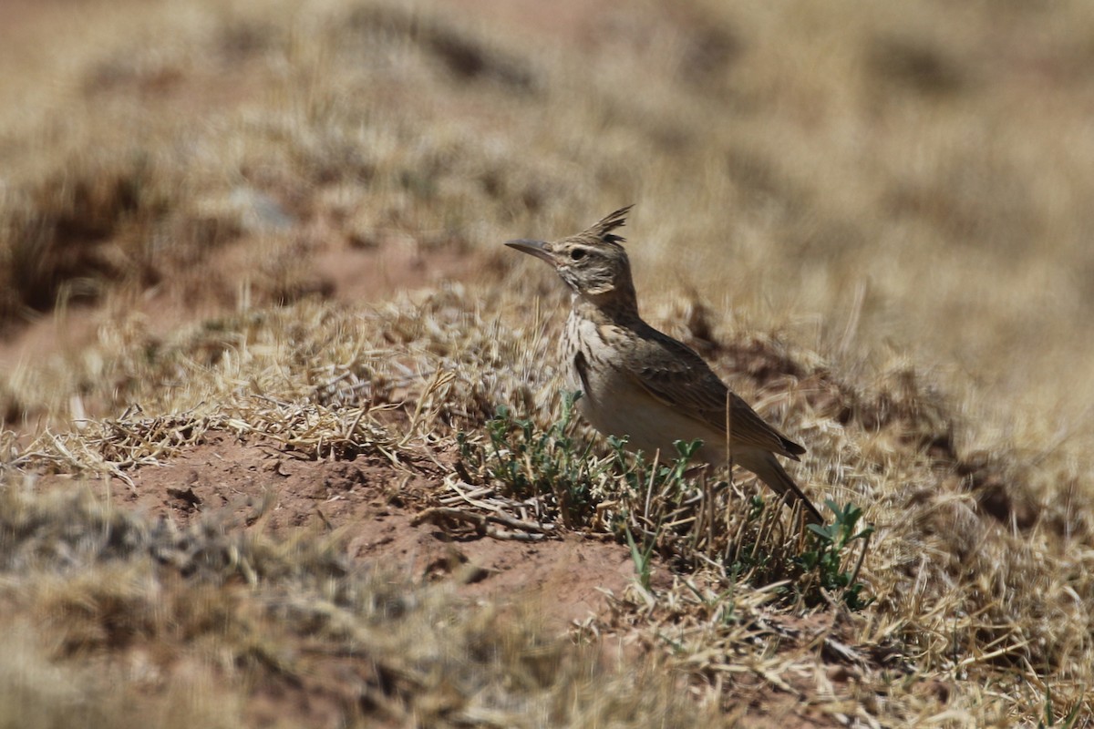 Crested Lark (Maghreb) - ML635292463