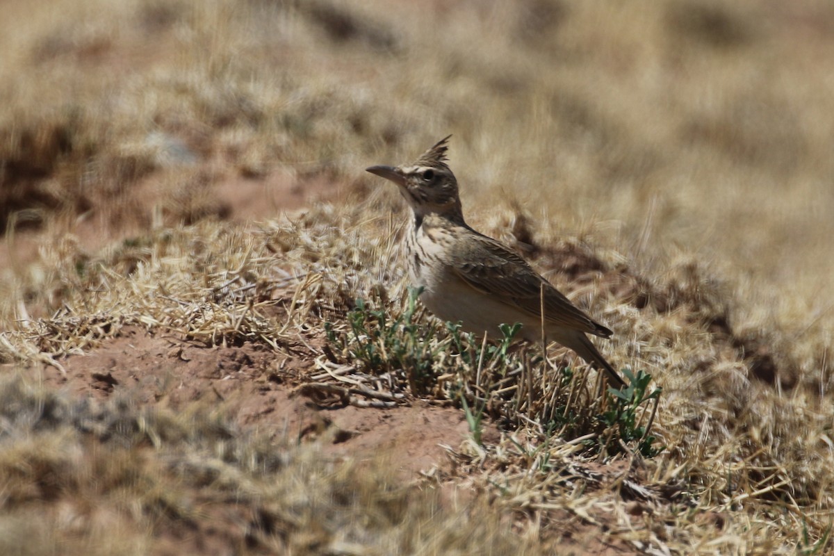 Crested Lark (Maghreb) - ML635292464