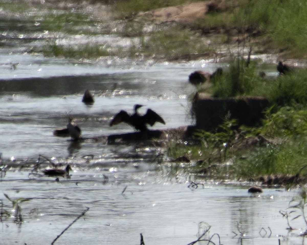 Canard bridé - ML635292479