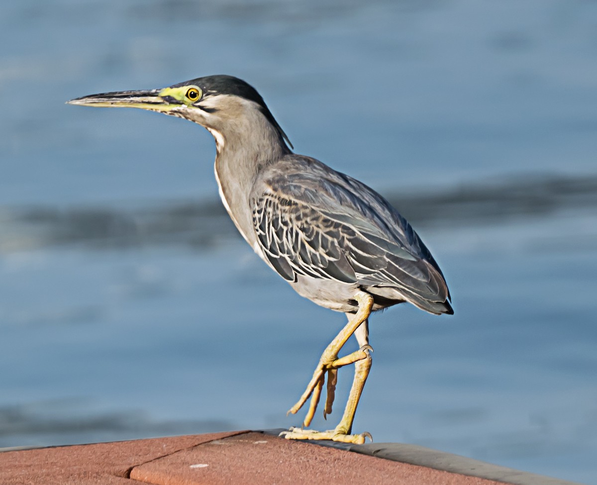 Striated Heron - ML635292518