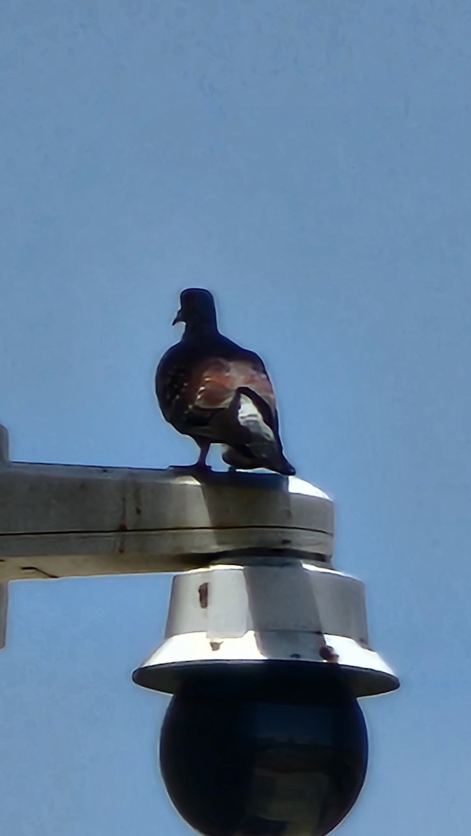 Speckled Pigeon - ML635292519