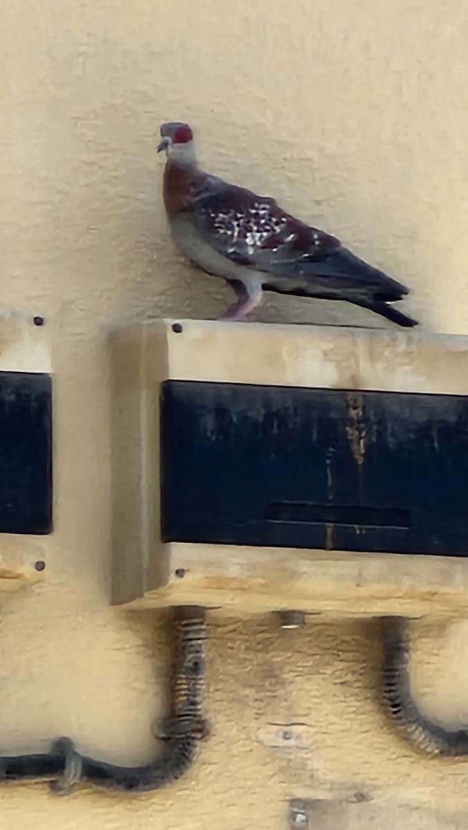 Speckled Pigeon - ML635292520